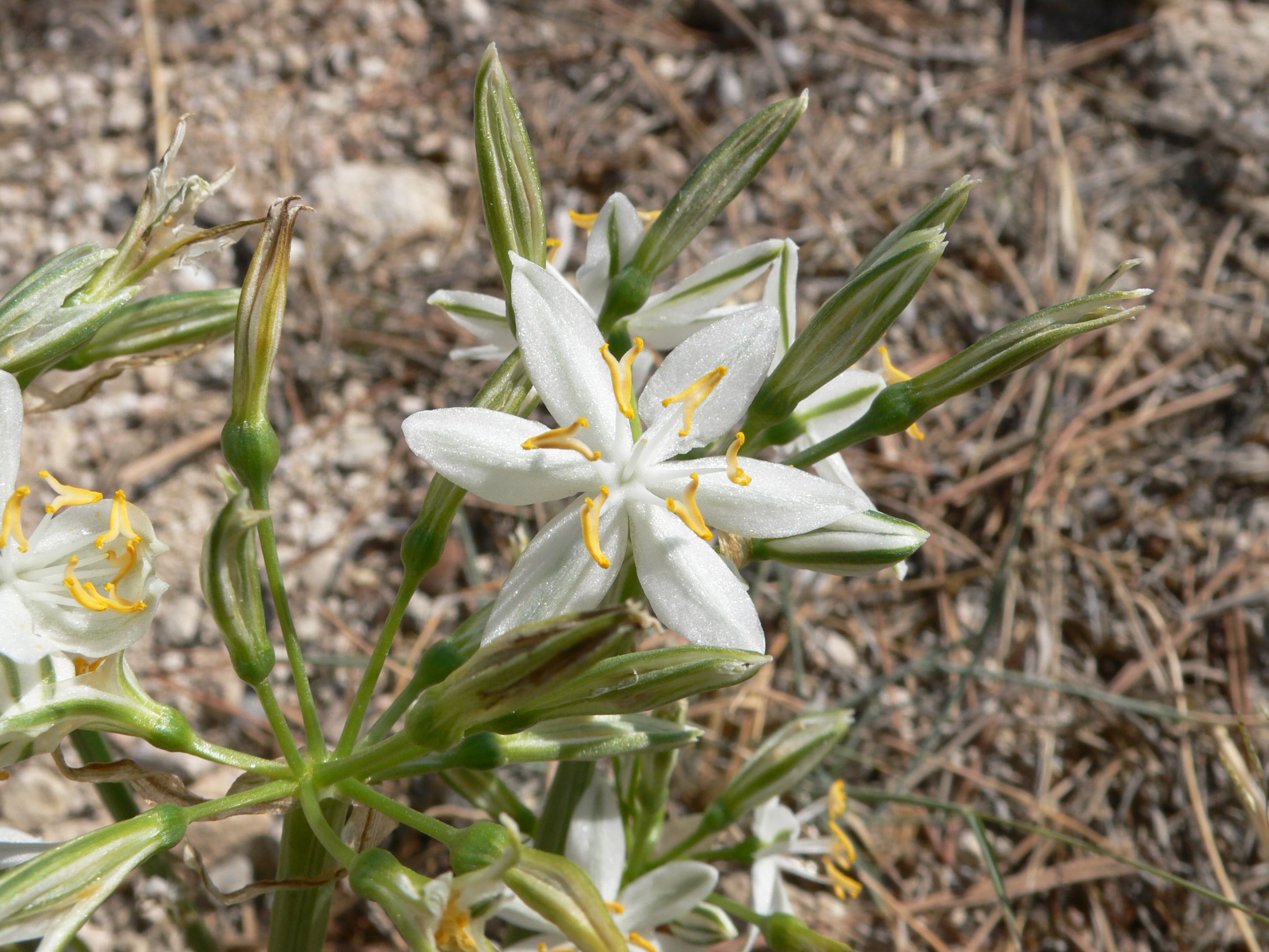 Lapiedra martinezii Flor de la estrella