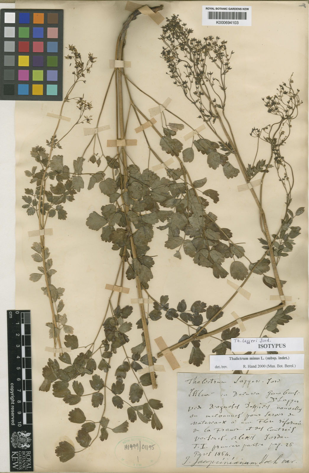 Jardin De Kew Élégant Thalictrum Minus L Plants Of the World Line