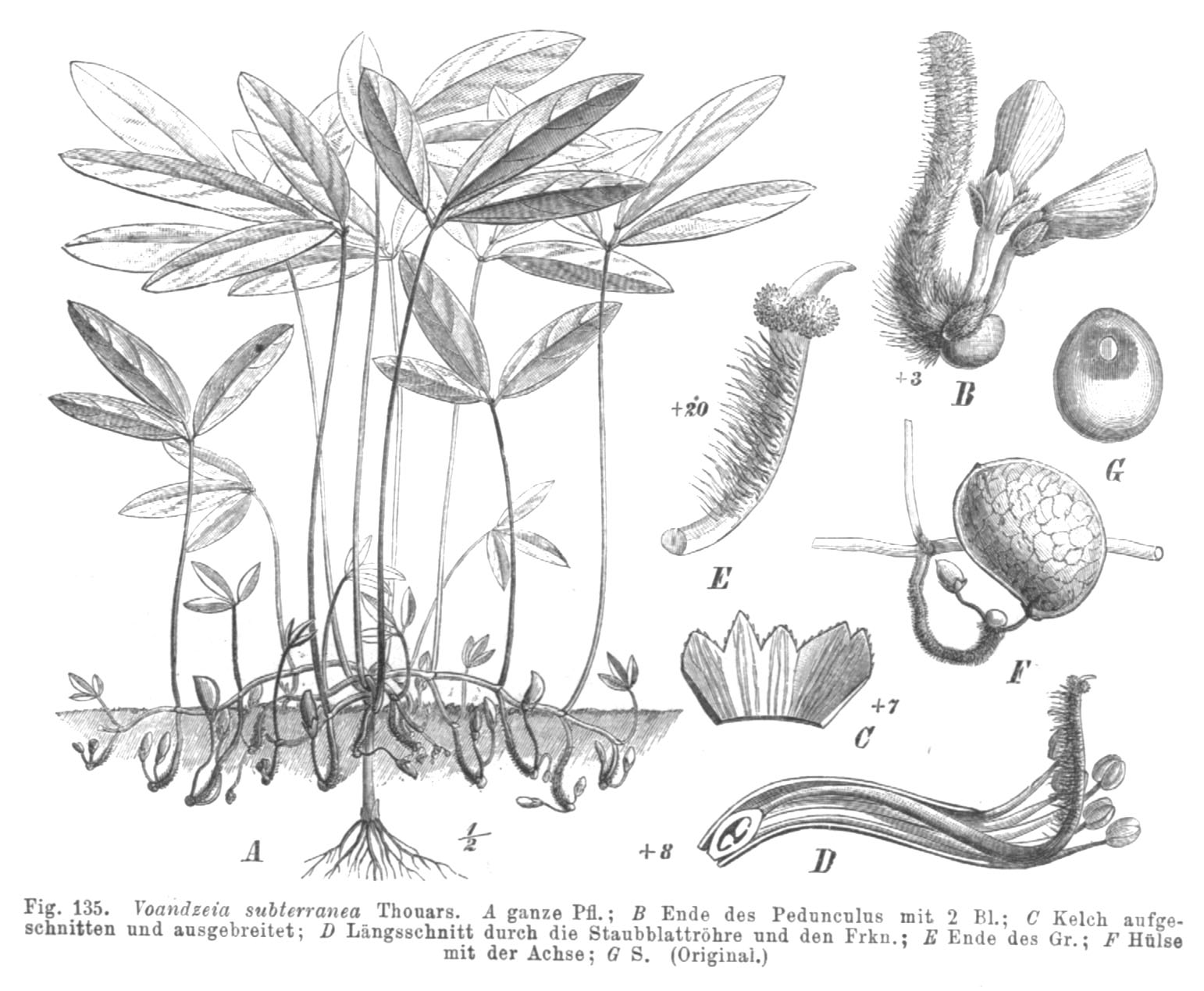 Jardin De Kew Élégant Vigna Subterranea