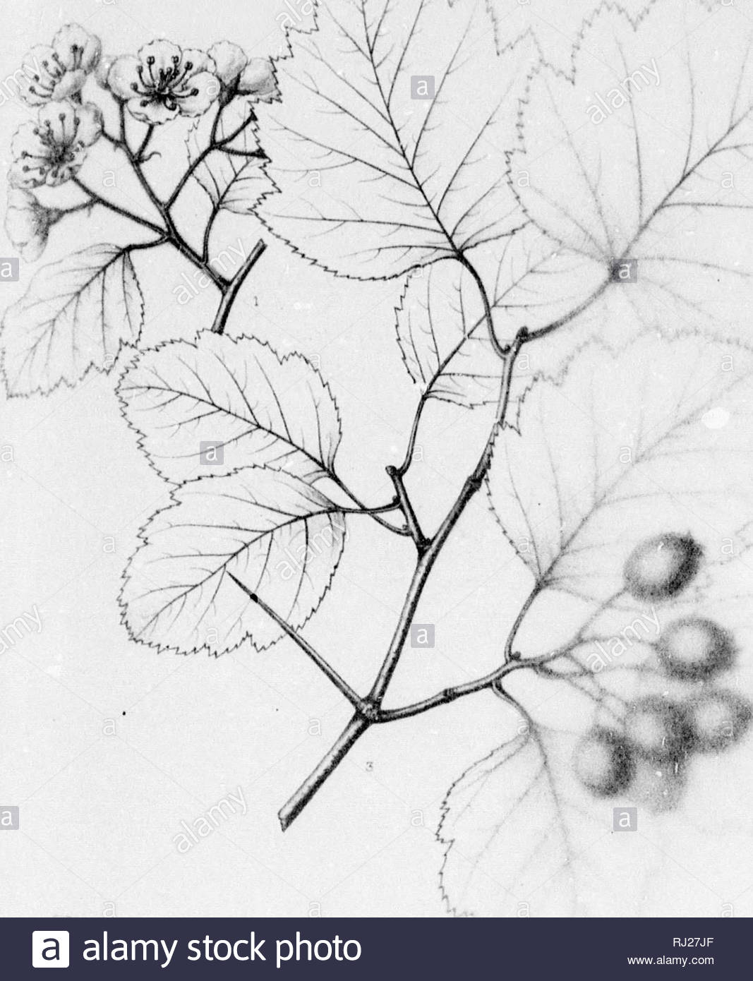 Jardin De Kew Frais Including Mexico Black and White Stock S & Alamy