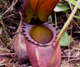 Jardin De Kew Frais Nepenthes Rajah