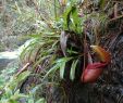 Jardin De Kew Génial Nepenthes Rajah Wikiwand