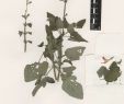 Jardin De Kew Inspirant Salvia Coccinea Buc Hoz Ex Etl