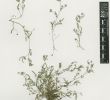 Jardin De Kew Luxe ornithopus Perpusillus L Plants Of the World Line
