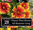 Jardin De Kew Unique 21 Plants that Bloom All Summer Long