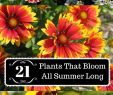 Jardin De Kew Unique 21 Plants that Bloom All Summer Long