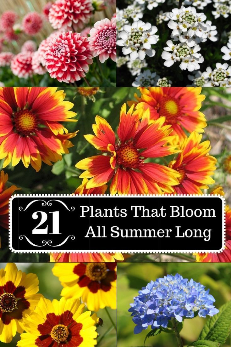 Jardin De Kew Unique 21 Plants that Bloom All Summer Long