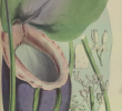 Jardin De Kew Unique Nepenthes Rajah the Reader Wiki Reader View Of
