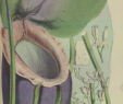 Jardin De Kew Unique Nepenthes Rajah the Reader Wiki Reader View Of