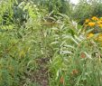 Jardin De L Himalaya Beau Robinia Pseudoacacia L Plants Of the World Line