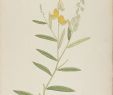 Jardin De L Himalaya Best Of Crotalaria Juncea L Plants Of the World Line