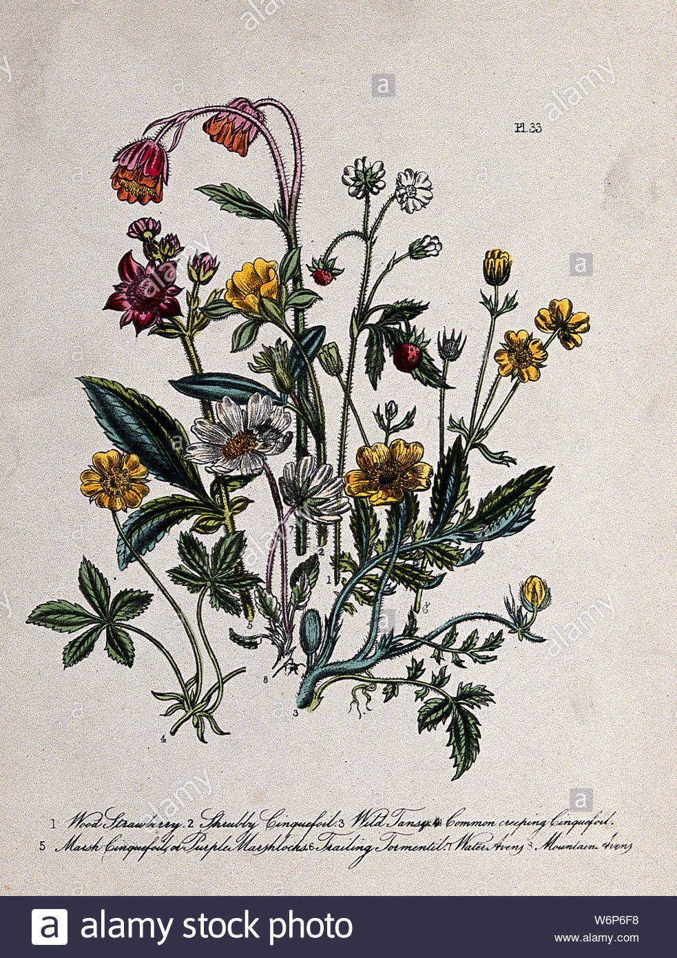 eight british wild flowers including wild strawberry fragaria vesca cinquefoils potentilla species and water avens geum rivale coloured lithograph c 1856 after h humphreys W6P6F8