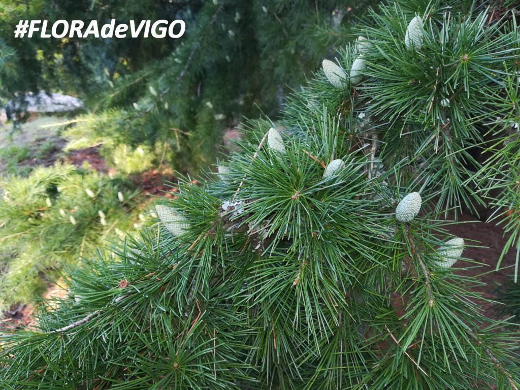 Jardin De L Himalaya Élégant Hashtag Deodara Na Twitteru