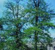 Jardin De L Himalaya Frais Robinia Pseudoacacia L Plants Of the World Line