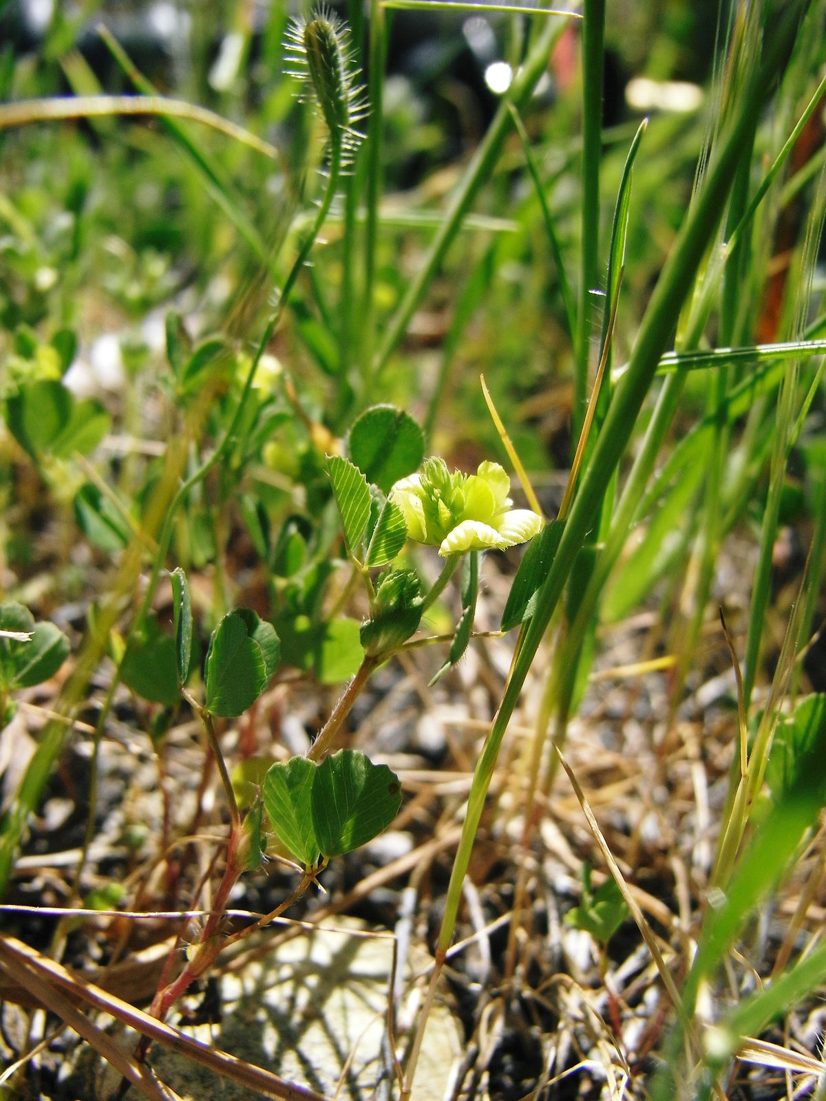 Jardin De L Himalaya Inspirant Trifolium Campestre Schreb