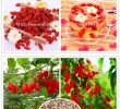 Jardin De L Himalaya Unique Visit to Buy] 200 Himalayan Tibetian Goji Berry Seeds