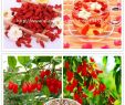 Jardin De L Himalaya Unique Visit to Buy] 200 Himalayan Tibetian Goji Berry Seeds