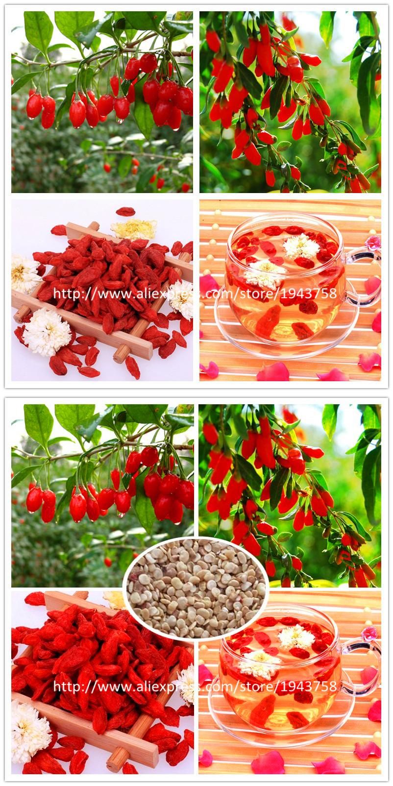 Jardin De L Himalaya Unique Visit to Buy] 200 Himalayan Tibetian Goji Berry Seeds