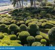 Jardin De Marqueyssac Inspirant topiary In the Gardens the Jardins De Marqueyssac In the