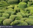 Jardin De Marqueyssac Nouveau topiary at the Chateau De Marqueyssac Dordogne France Stock