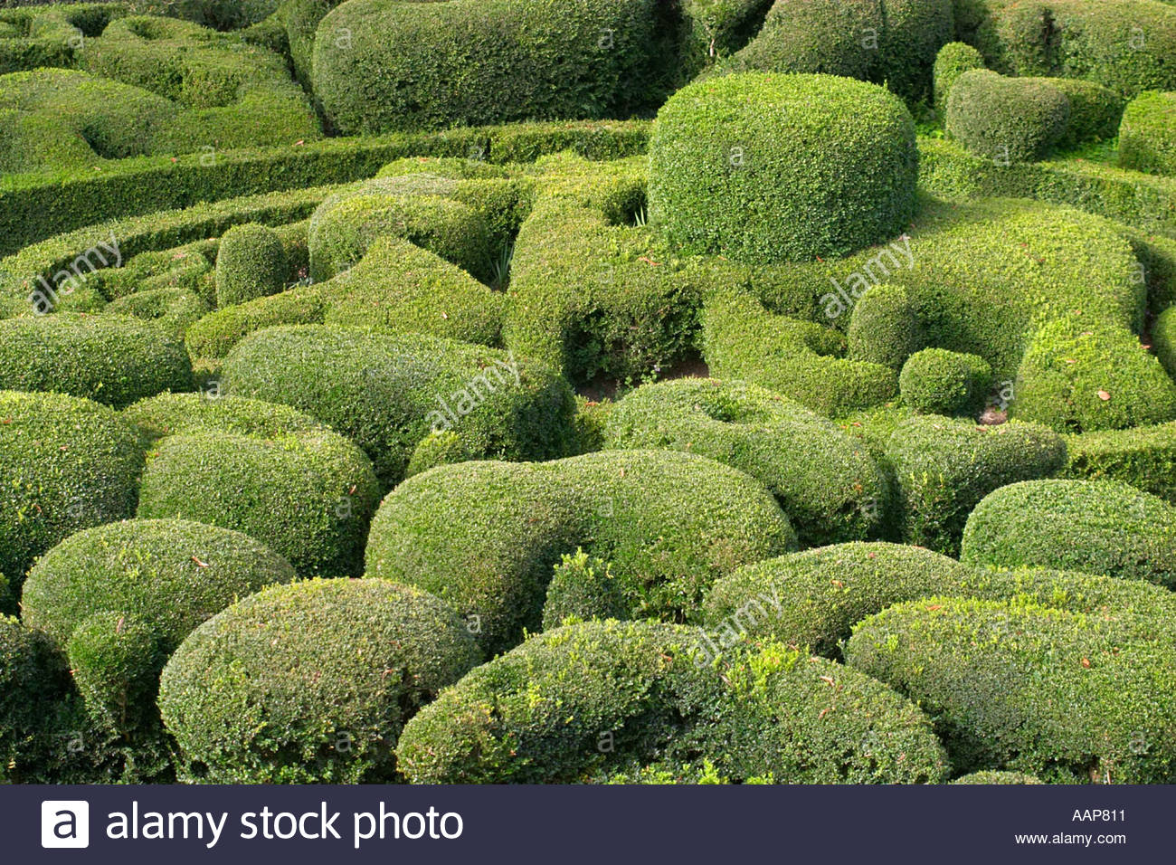 topiary at the chateau de marqueyssac dordogne france AAP811