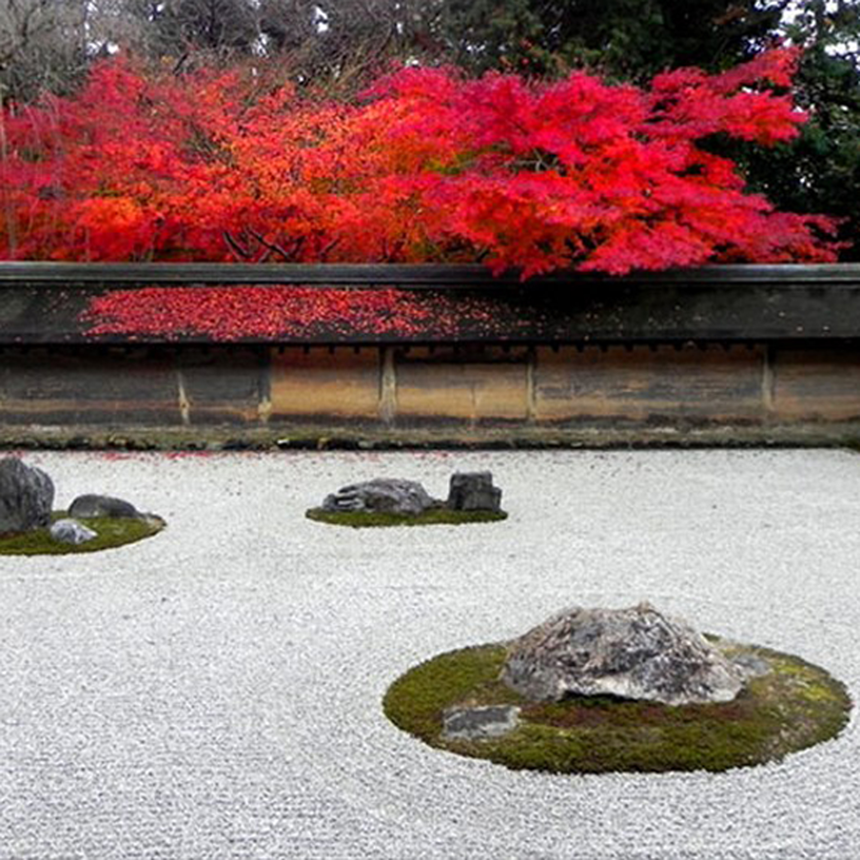 ODryoanji rock garden autumn leaves