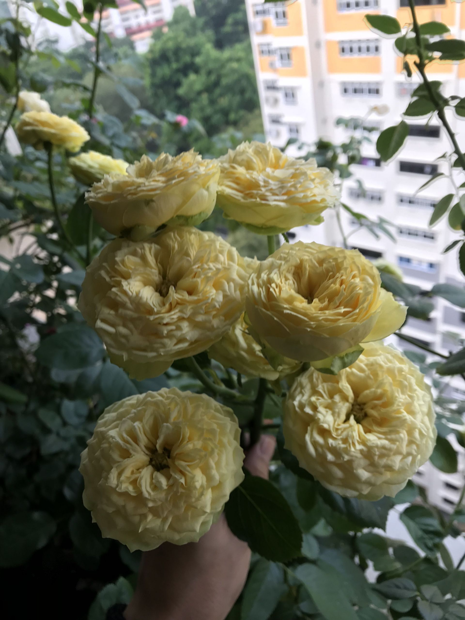 Jardin De Roses Beau 325 Best Roses In Sunny Singapore Images