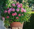 Jardin De Roses Beau Learn How to Grow Roses In Containers with This Helpful