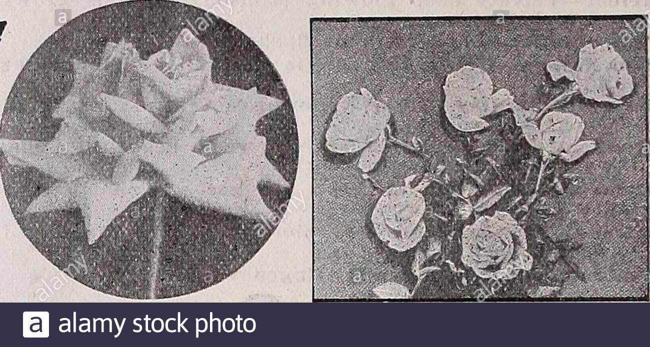 Jardin De Roses Beau Marie Richardson Stock S & Marie Richardson Stock