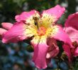 Jardin De Roses Charmant Ceiba Speciosa Wikimedia Mons
