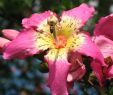 Jardin De Roses Charmant Ceiba Speciosa Wikimedia Mons