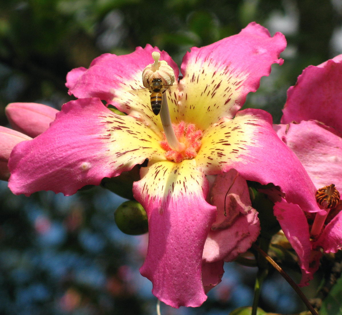 1200px Flordepaineiraabelha