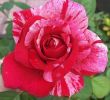 Jardin De Roses Charmant Hybrid Tea Roses Planting Tips Hybridtearoses