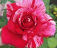 Jardin De Roses Charmant Hybrid Tea Roses Planting Tips Hybridtearoses