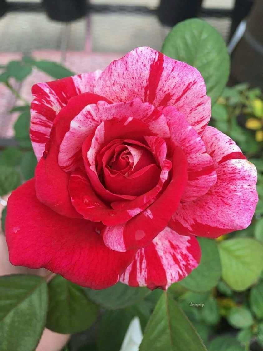 Jardin De Roses Charmant Hybrid Tea Roses Planting Tips Hybridtearoses