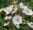 Jardin De Roses Charmant Rosa Multiflora – Wikipédia A Enciclopédia Livre