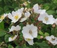 Jardin De Roses Charmant Rosa Multiflora – Wikipédia A Enciclopédia Livre