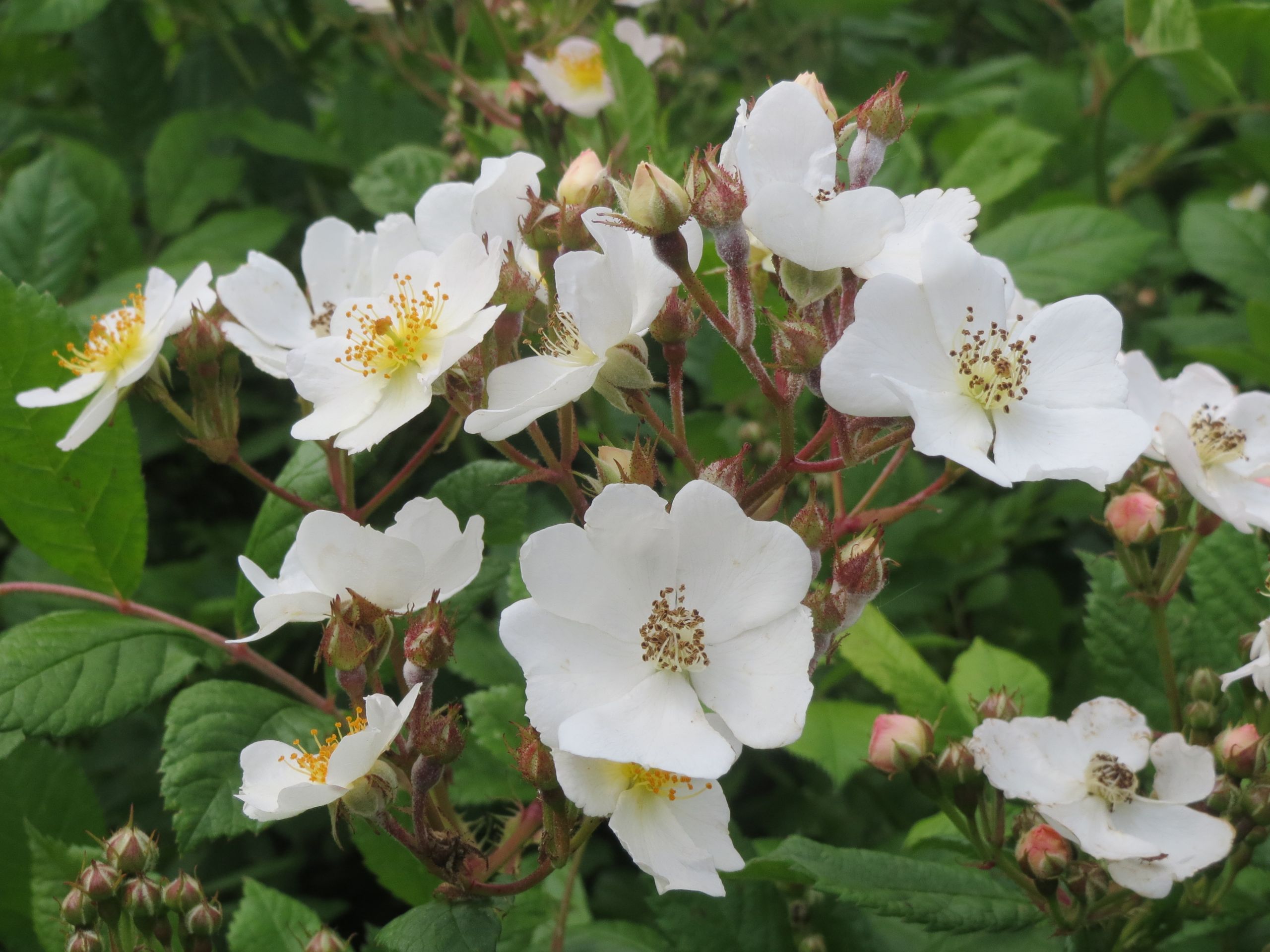 Jardin De Roses Charmant Rosa Multiflora – Wikipédia A Enciclopédia Livre