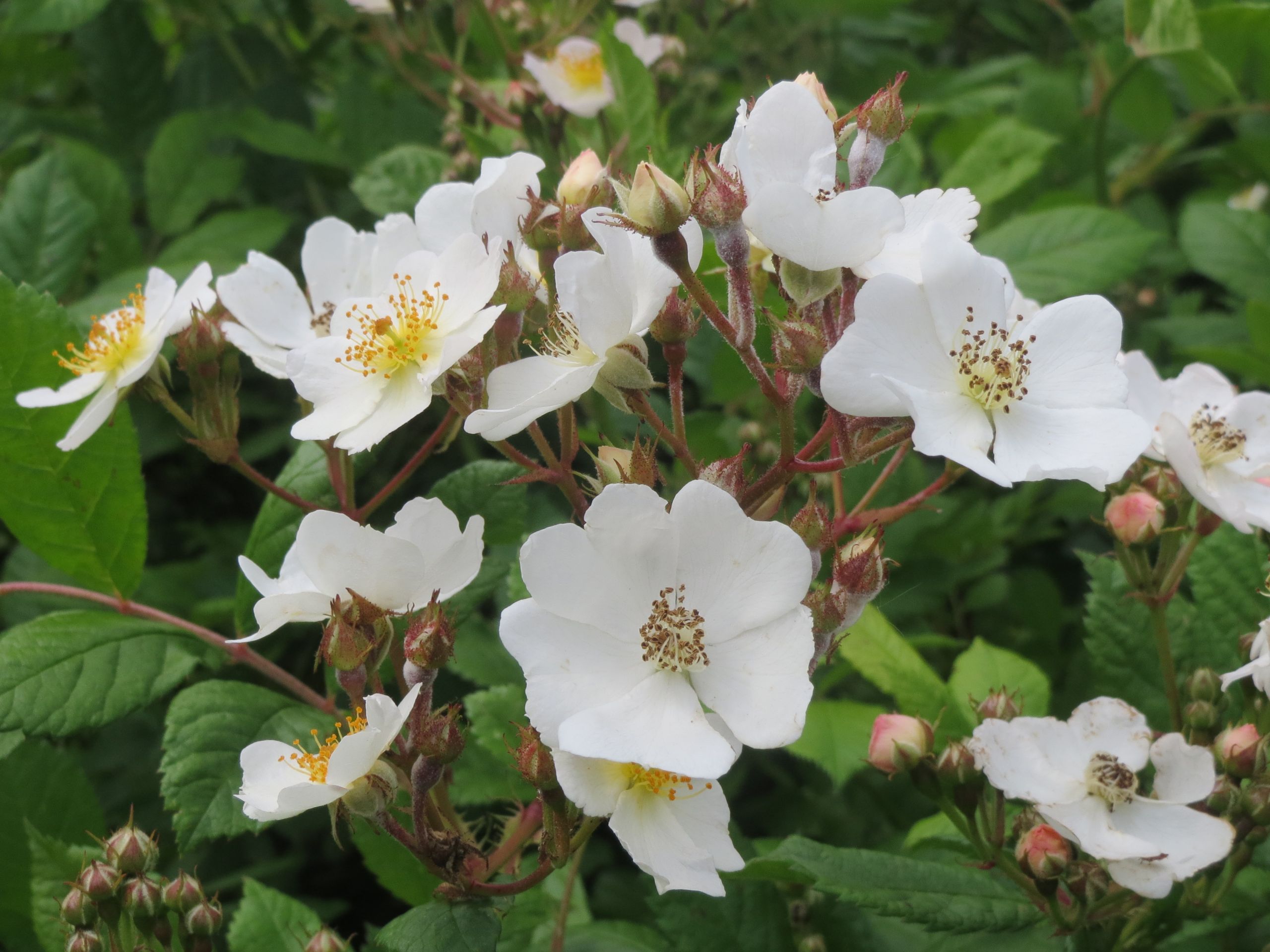 Rosa multiflora04