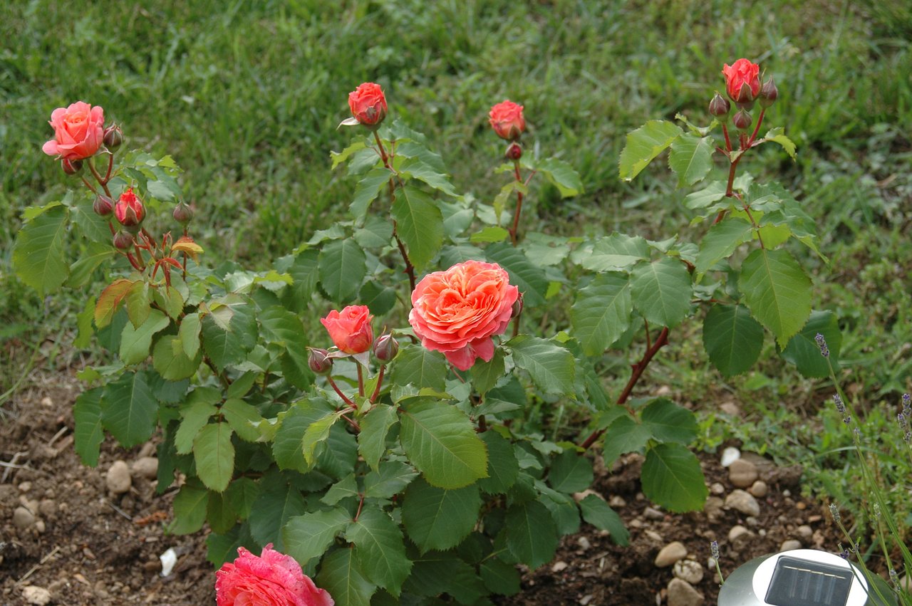 le jardin de roses