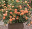 Jardin De Roses Frais Best Roses for Containers