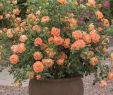 Jardin De Roses Frais Best Roses for Containers