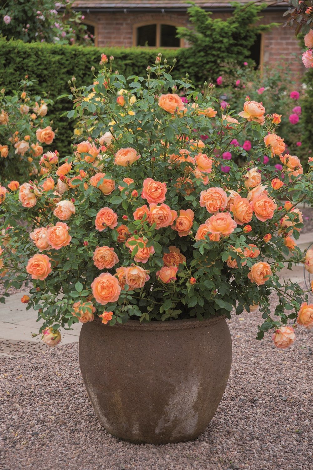 Jardin De Roses Frais Best Roses for Containers