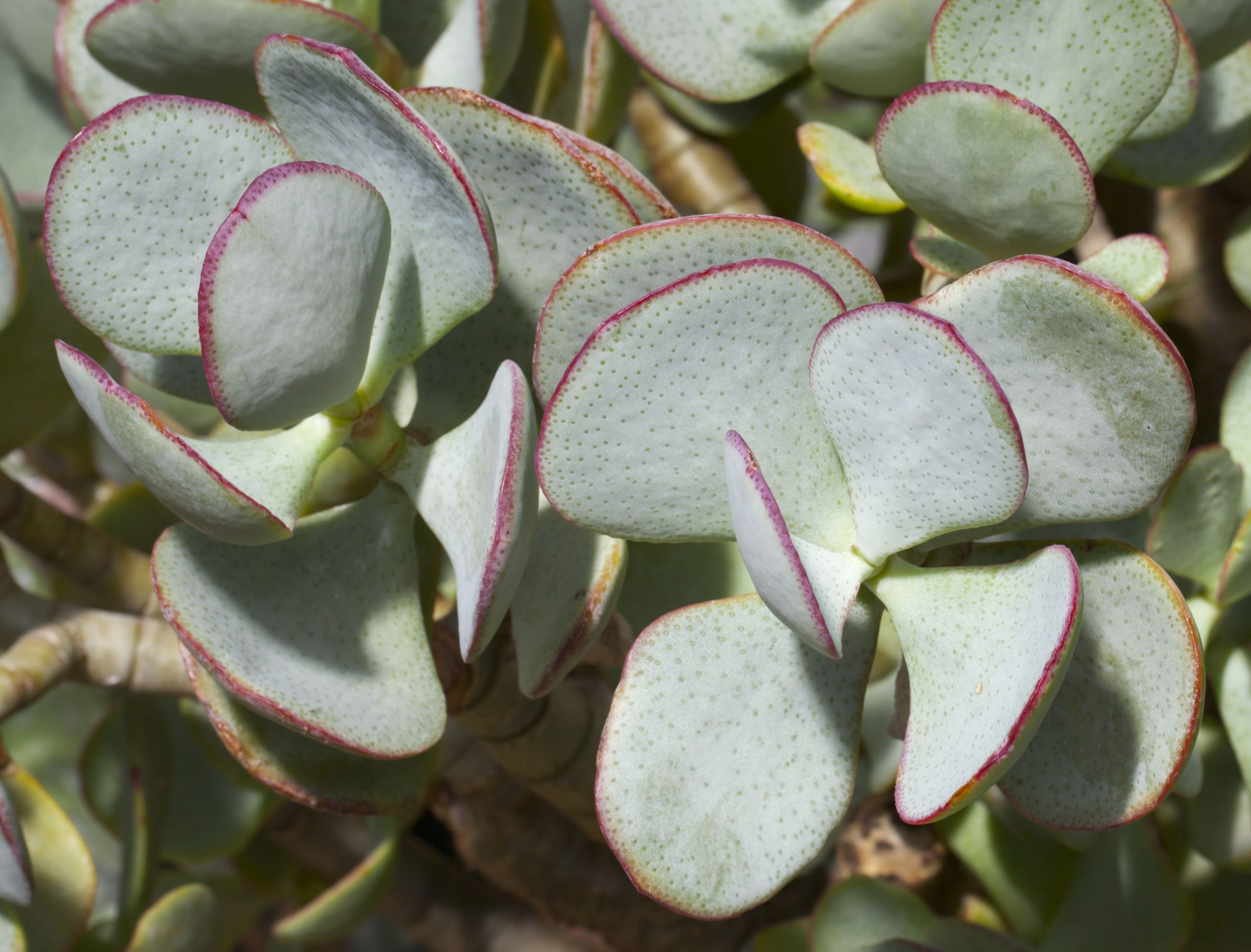 Crassula arborescens Jardn Botánico Múnich Alemania 2012 04 21 DD 01 JPG