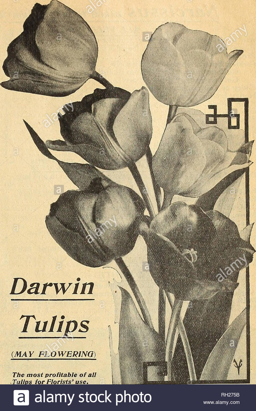bulbs for florists and seedsmen flowers seeds catalogs bulbs plants seedlings catalogs ve ables seeds catalogs trees seeds catalogs horticulture equipment and supplies catalogs vatussfquot gs22 moss ltssislt3a ami mew york 3amp f5r f2lsegtamp 5 early double tulips double white per 100 per 1000 10b alba maxima the finest double white 115 950 10b la candeur pure white fine bedder 115 950 8b rose blanche white good bedder 110 900 10b boule de neige pure white 180 1600 12b schoonoord white murillo pure white 180 1600 9a la grandesse bl RH275B