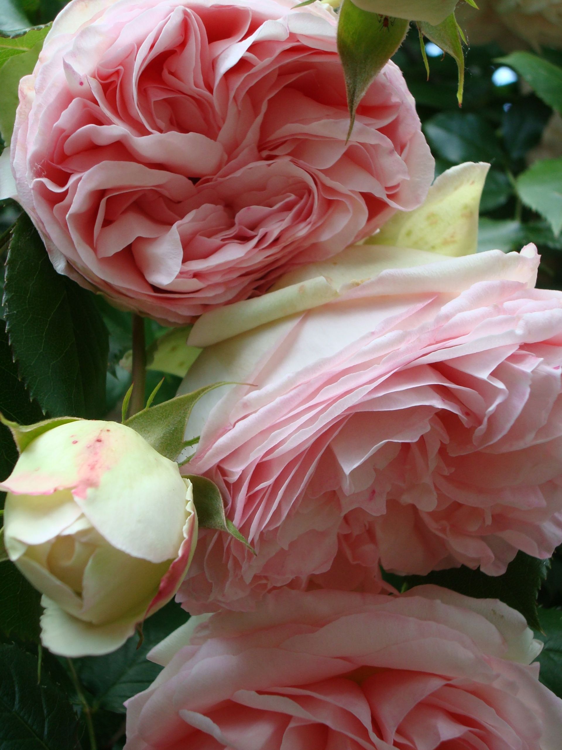 Jardin De Roses Génial Les Roses De Mon Jardin