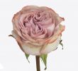 Jardin De Roses Inspirant Flower Roses Rosa Variety Rosa Lilac Wonder 40cm 4cm
