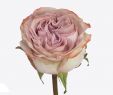 Jardin De Roses Inspirant Flower Roses Rosa Variety Rosa Lilac Wonder 40cm 4cm