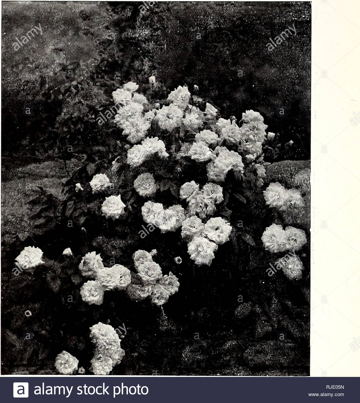 the century book of gardening a prehensive work for every lover of the garden gardening the century book of gardening mister stella gray mme chauvry kaiserin frederick climbing perle des jardins and climbing niphetos of noisettes none are more charming than mme alfred carriere aimee vibert w a richardson celine forestier reve dor lideal and mme p cochet of hybrid teas choose cheshunt hybrid reine marie henriette waltham climber no ii reine olga de wurtemberg souvenir de mme j metral pink rover marie lavallee and gustave regis the hybrid perpetual rose RJE05N