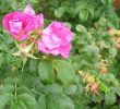Jardin De Roses Inspirant Rosa Gallica
